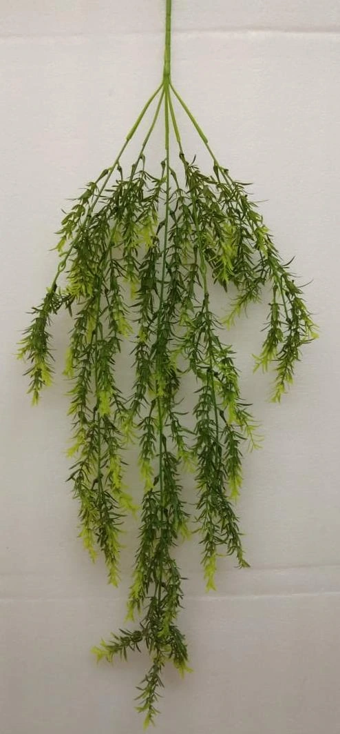 Green Creeper Sperigrass New
